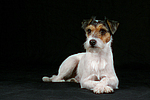 liegender Parson Russell Terrier / lying prt