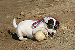 Parson Russell Terrier Welpe / parson russell terrier puppy