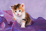 Maine Coon Kätzchen / maine coon kitten