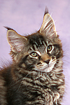 Maine Coon Kätzchen / maine coon kitten