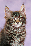 Maine Coon Kätzchen / maine coon kitten