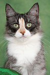 Norwegische Waldkatze Portrait / Norwegian Forestcat Portrait