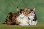 Maine Coon