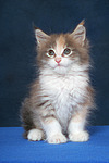 Maine Coon Kätzchen / maine coon kitten