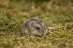 Dschungarischer Zwerghamster / hamster