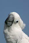 Kakadu Portrait / cockatoo portrait