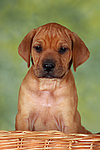 Rhodesian Ridgeback Welpe / rhodesian ridgeback puppy