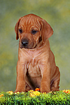 Rhodesian Ridgeback Welpe / rhodesian ridgeback puppy