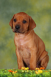 Rhodesian Ridgeback Welpe / rhodesian ridgeback puppy