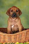 Rhodesian Ridgeback Welpe / rhodesian ridgeback puppy