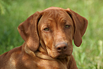 Rhodesian Ridgeback Welpe / rhodesian ridgeback puppy