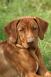 Rhodesian Ridgeback Welpe / rhodesian ridgeback puppy