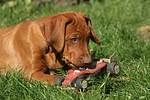 Rhodesian Ridgeback Welpe / rhodesian ridgeback puppy