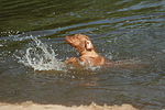 Rhodesian Ridgeback Welpe / rhodesian ridgeback puppy