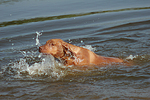 Rhodesian Ridgeback Welpe / rhodesian ridgeback puppy