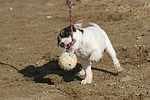 Parson Russell Terrier Welpe / parson russell terrier puppy