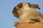 Zwergkaninchen / dwarf rabbit