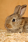 Zwergkaninchen / dwarf rabbit