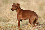 Rehpinscher / miniature pinscher