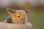 Zwergkaninchen / dwarf rabbit