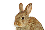 Zwergkaninchen / dwarf rabbit