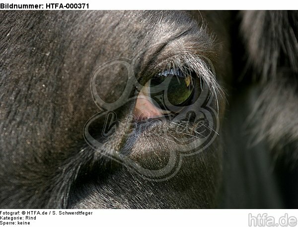 Rind Auge / cattle eye / HTFA-000371