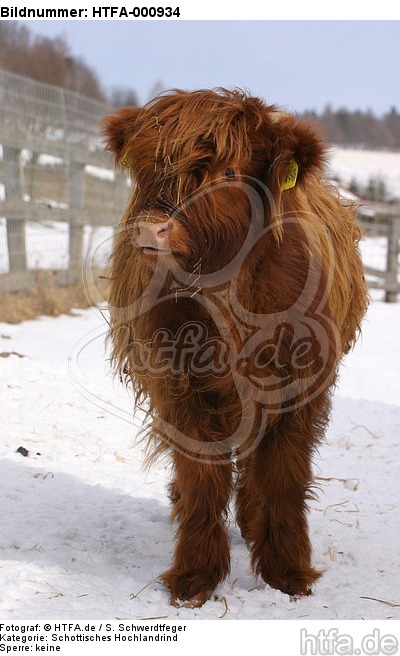 Schottisches Hochlandrind im Winter / highland cattle in winter / HTFA-000934