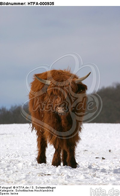 Schottisches Hochlandrind im Winter / highland cattle in winter / HTFA-000935