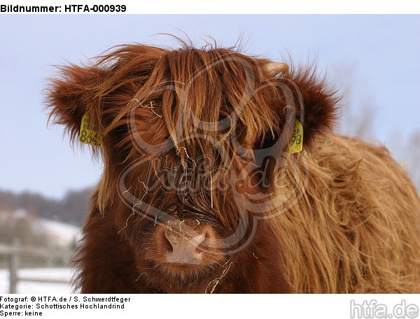 Schottisches Hochlandrind im Winter / highland cattle in winter / HTFA-000939