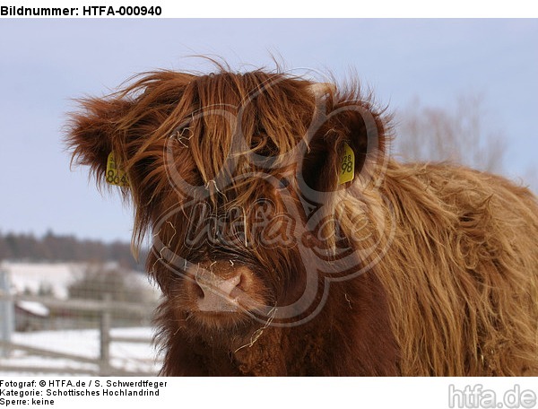 Schottisches Hochlandrind im Winter / highland cattle in winter / HTFA-000940