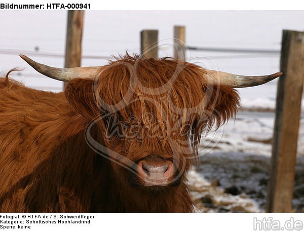 Schottisches Hochlandrind im Winter / highland cattle in winter / HTFA-000941