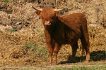 Schottisches Hochlandrind / highland cattle