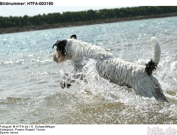 Parson Russell Terrier / HTFA-003150