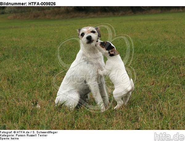 2 Parson Russell Terrier / HTFA-009826