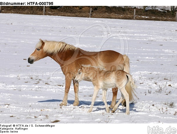 Haflinger / haflinger horses / HTFA-000795