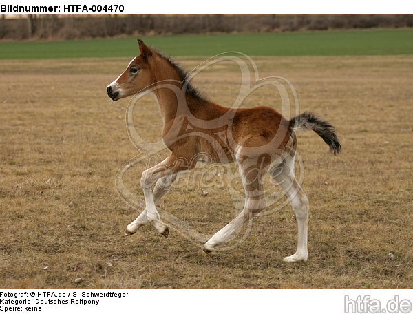 Deutsches Reitpony / pony / HTFA-004470