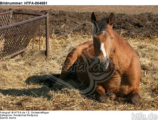 Deutsches Reitpony / pony / HTFA-004681