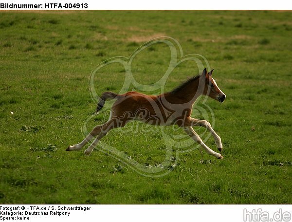 Deutsches Reitpony / pony / HTFA-004913