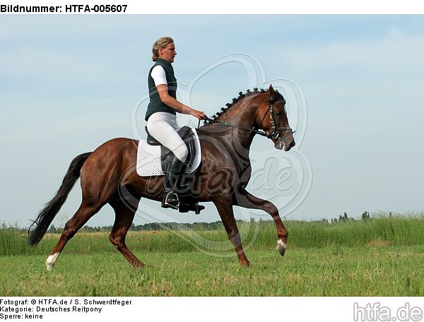 Deutscher Reitpony Hengst / pony stallion / HTFA-005607
