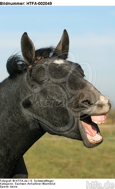 Sachsen Anhaltiner Warmblut / horse / HTFA-002049