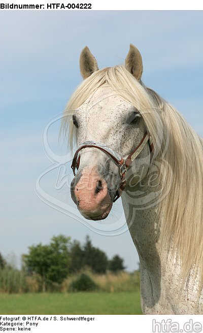 Pony / HTFA-004222