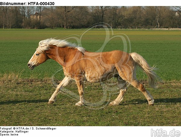 galoppierender Haflinger / galloping haflinger horse / HTFA-000430