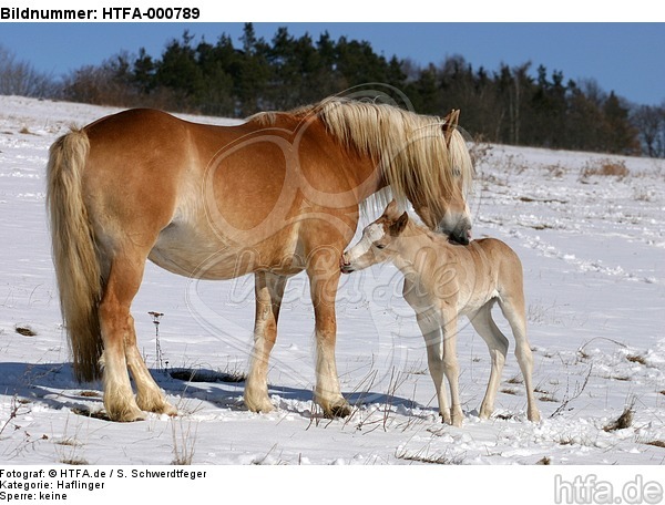 Haflinger / haflinger horse / HTFA-000789