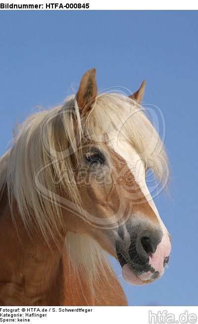 Haflinger Portrait / haflinger horse portrait / HTFA-000845