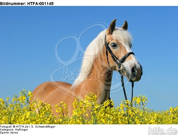 Haflinger Portrait / haflinger horse portrait / HTFA-001145