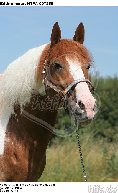 Pinto Hengst / pinto stallion / HTFA-007256
