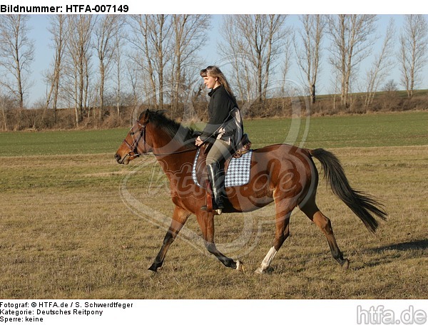 Deutsches Reitpony / pony / HTFA-007149