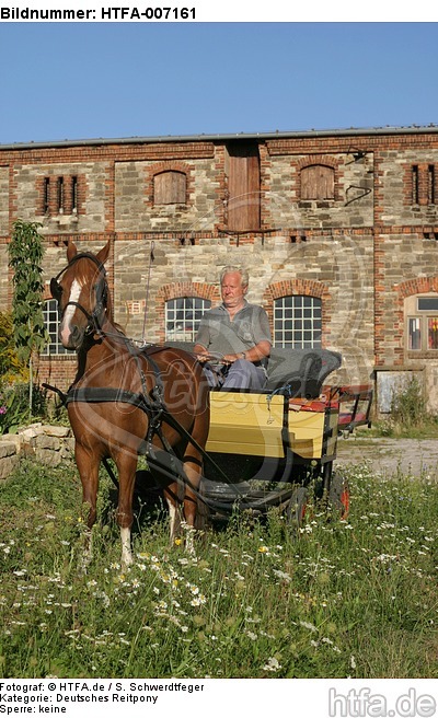 Deutsches Reitpony / pony / HTFA-007161