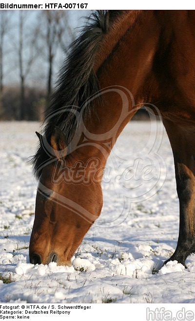 Deutsches Reitpony / pony / HTFA-007167