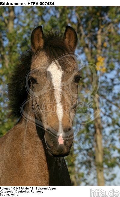 Deutsches Reitpony / Pony / HTFA-007484